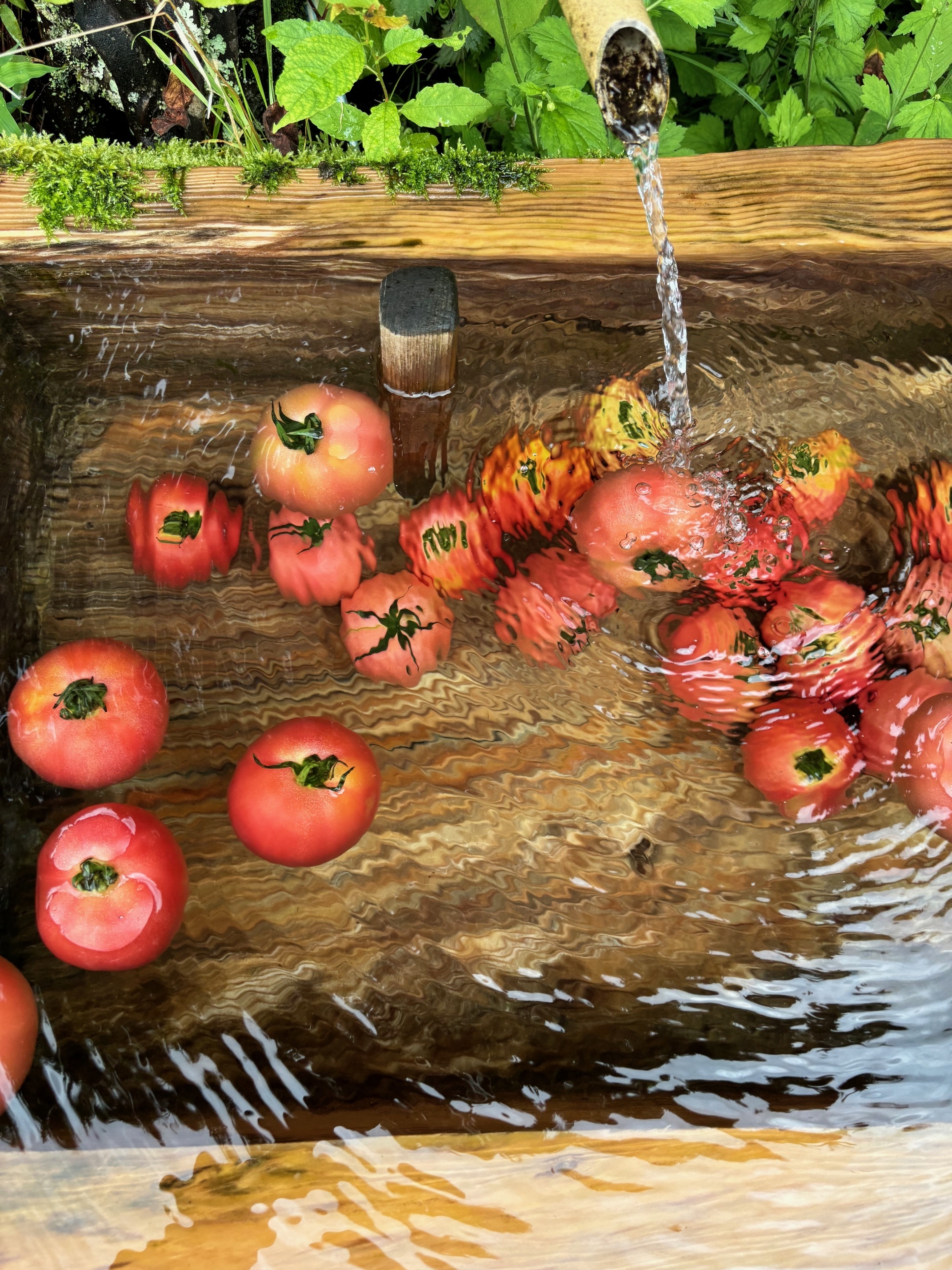 tomato