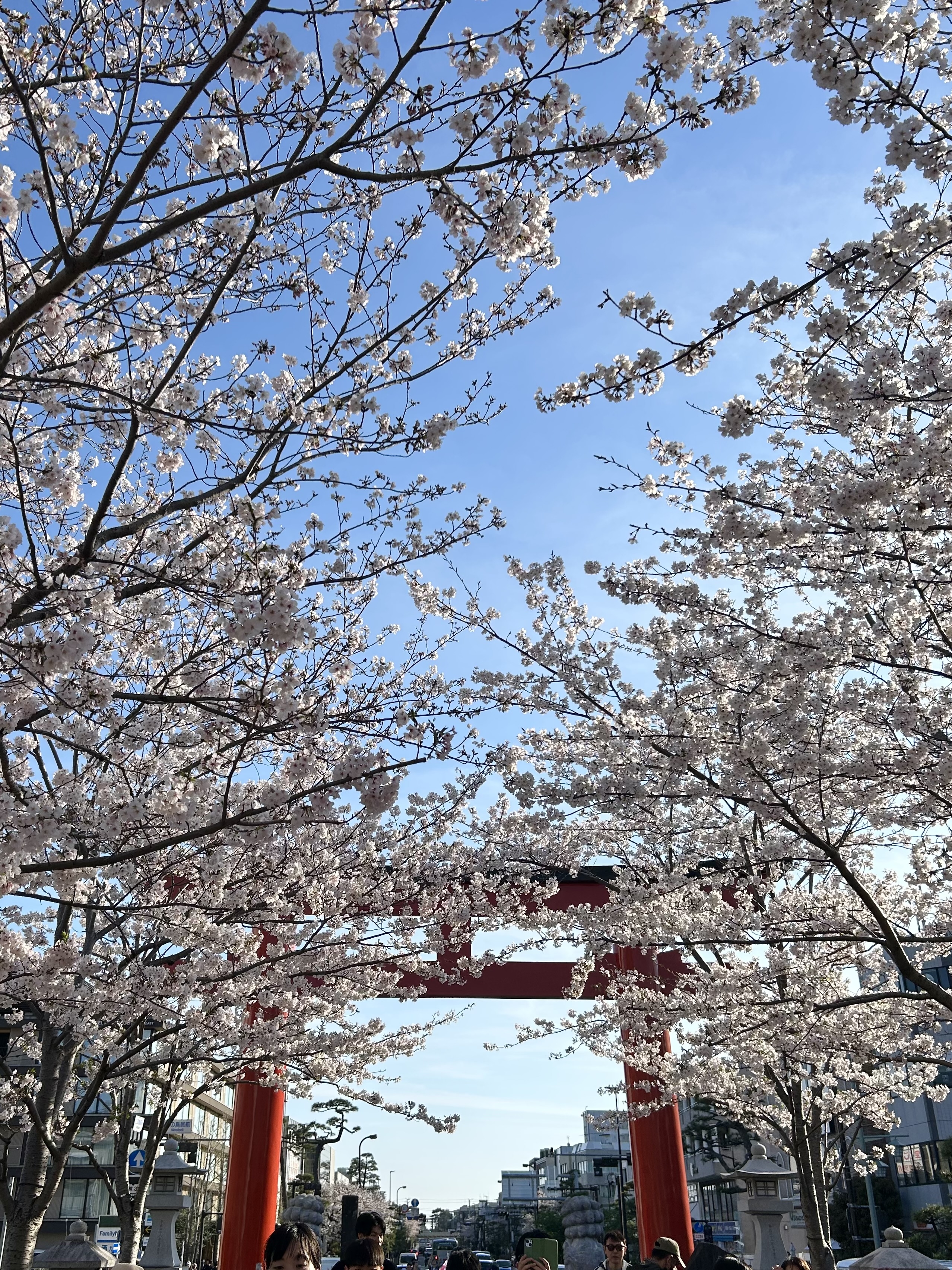 sakura