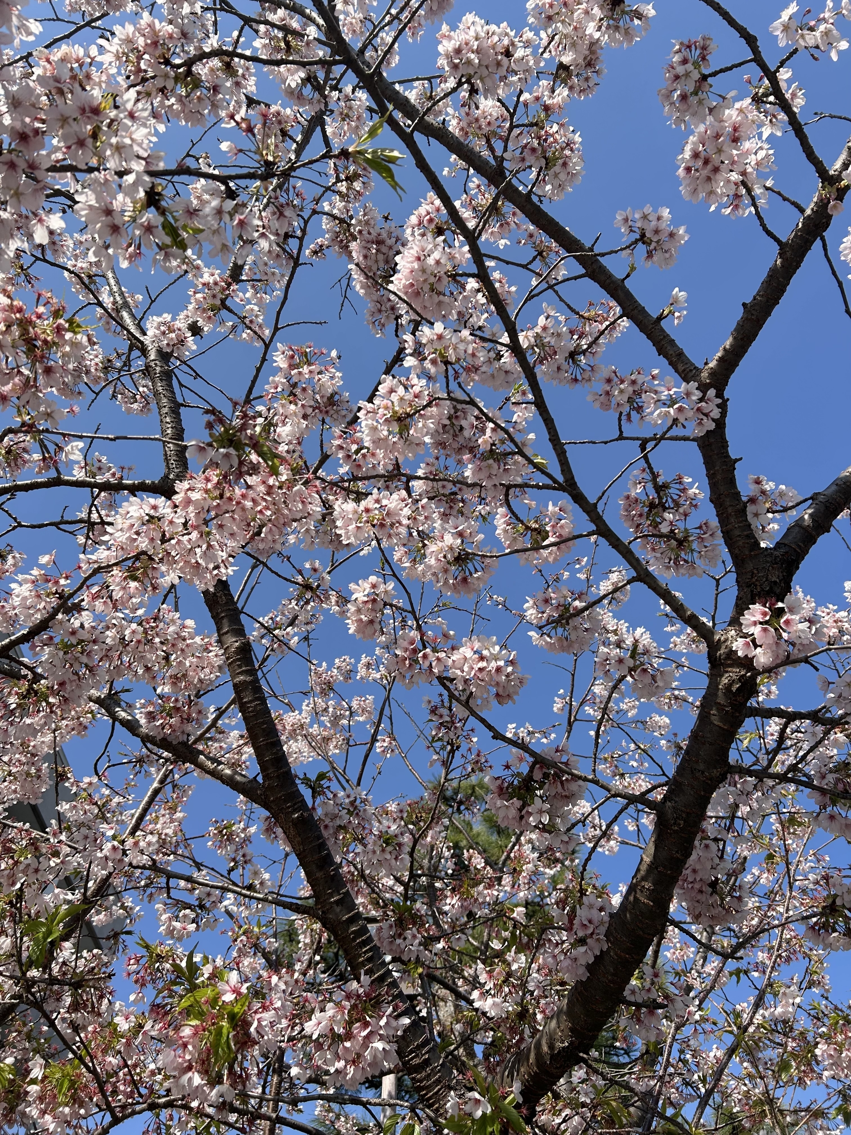 sakura