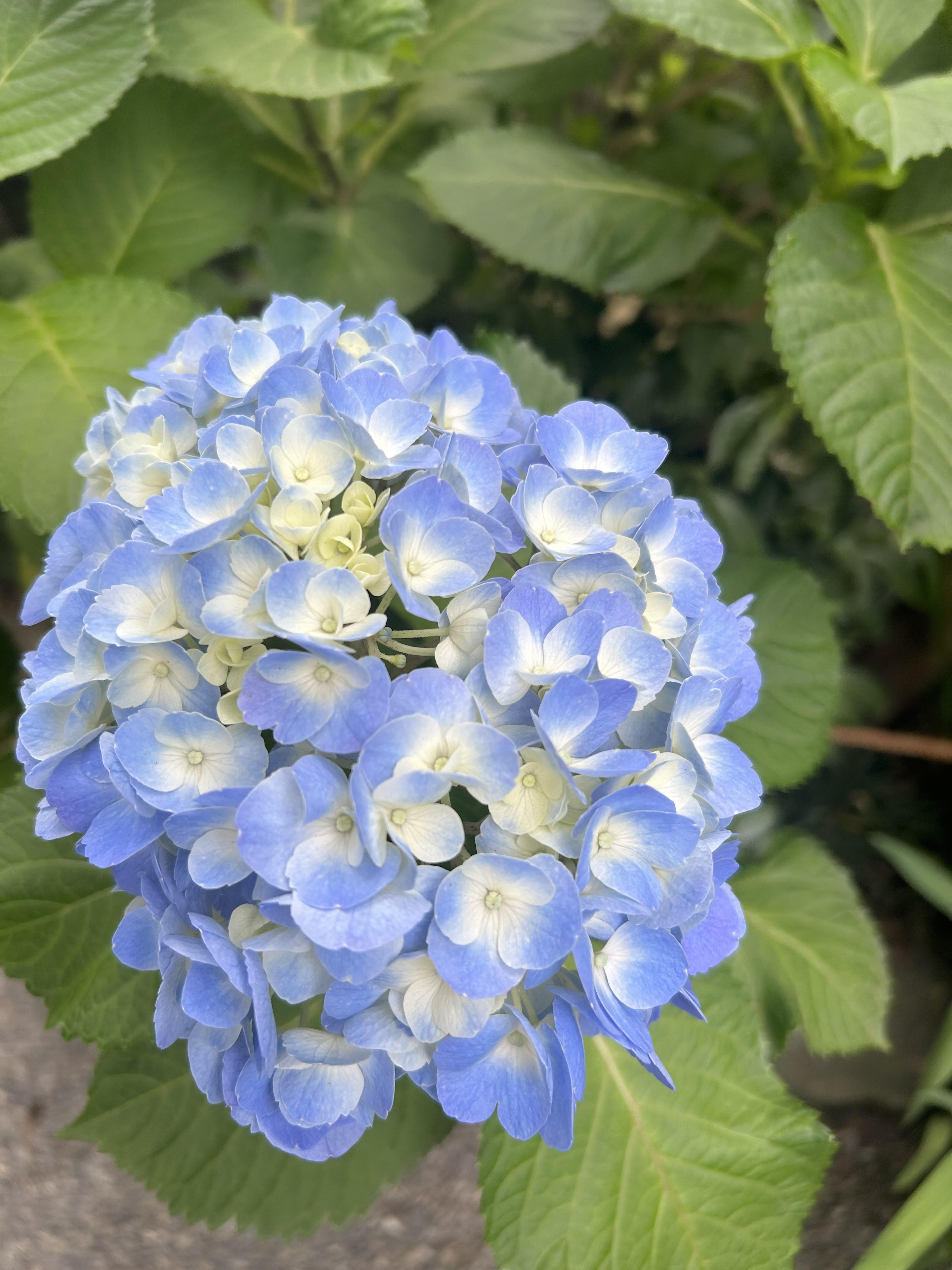 紫陽花1