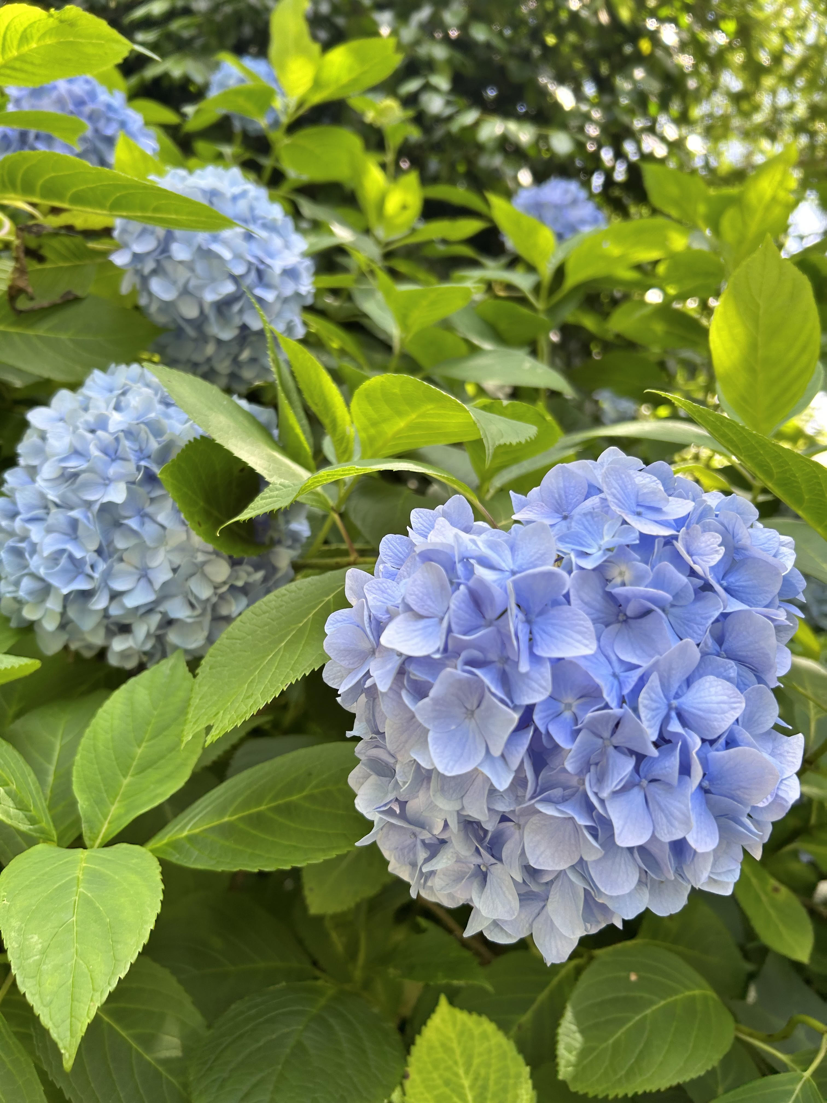 紫陽花2