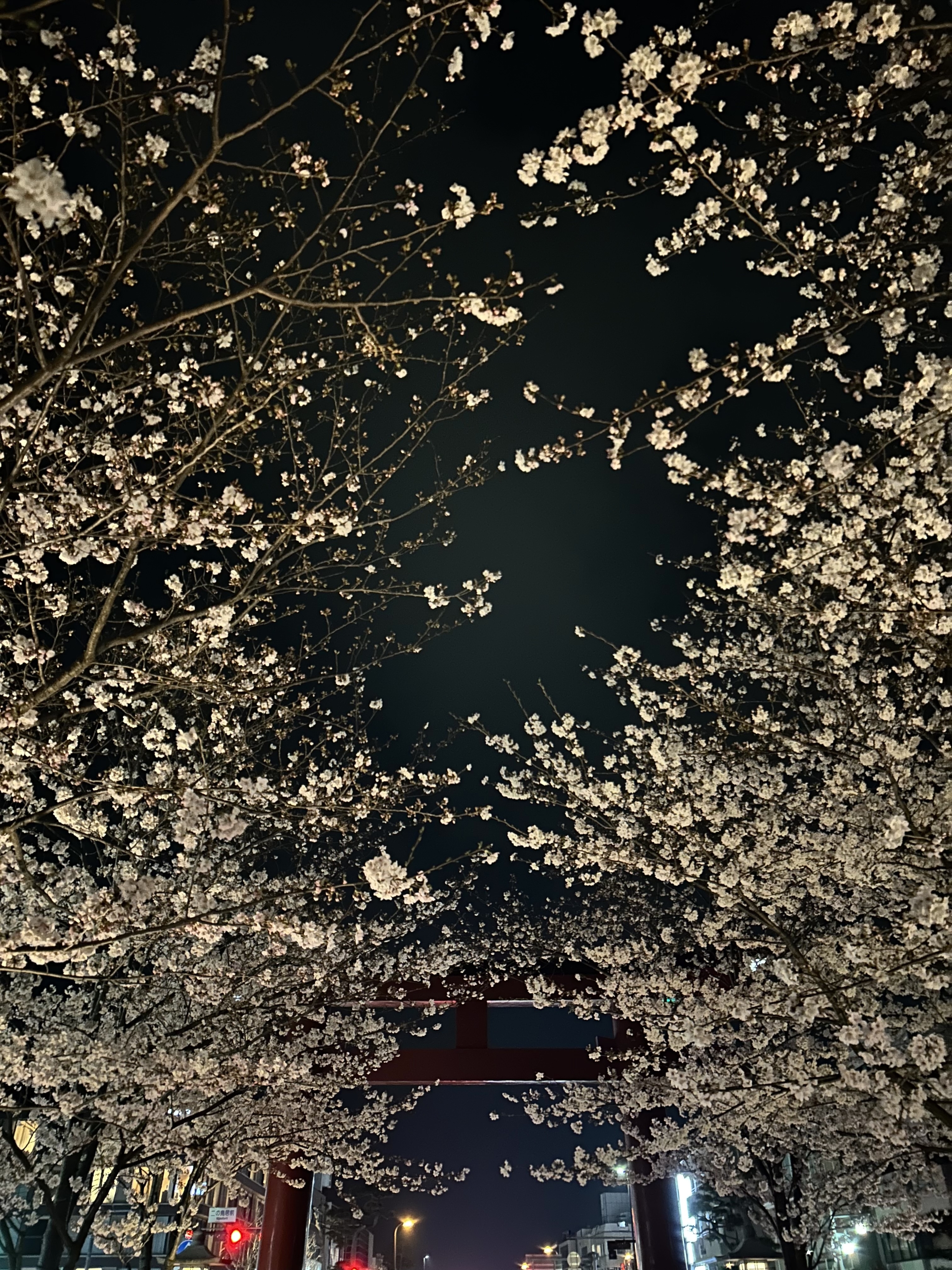 sakura2